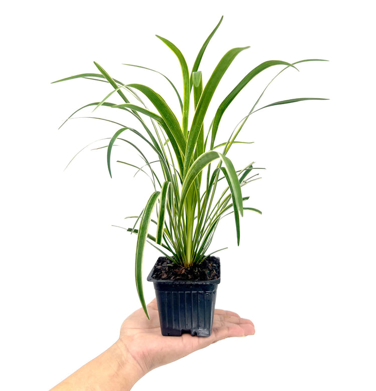 Variegated Liriope | Live 4 Inch Pots | Liriope Muscari Variegata | Ornamental Ground Cover Plants | Evergreen Foliage