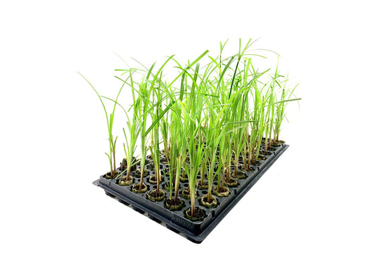 Giant Egyptian Papyrus | 10 Live Plants | Cyperus Large Shade & Wet Tolerant Aquatic Foliage