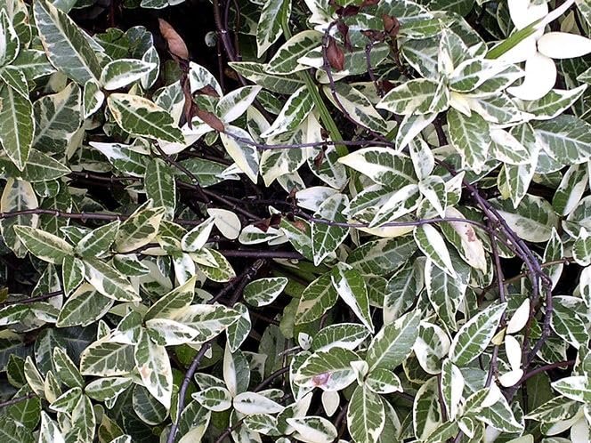 Variegated Confederate Jasmine | Extra Large 3 Gallon Plants | Trachelospermum jasminoides Variegata | Eye|Catching Climber | Perfect for Garden Walls and Trellises