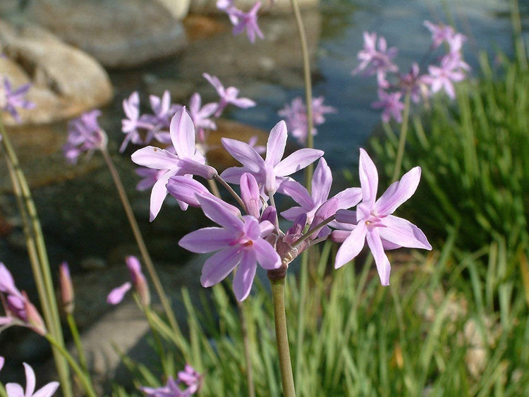 Society Garlic | Live Quart Size Pots | Tulbaghia Violacea | Butterfly Attracting Flowering Groundcover Plants