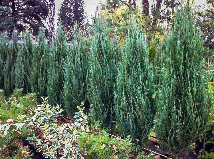 Blue Arrow Juniper | Live 4 Inch Pots | Juniperus Scopulorum | Drought|Tolerant Evergreen | Ideal for Landscaping & Ornamental Use | Low|Maintenance Outdoor Plant