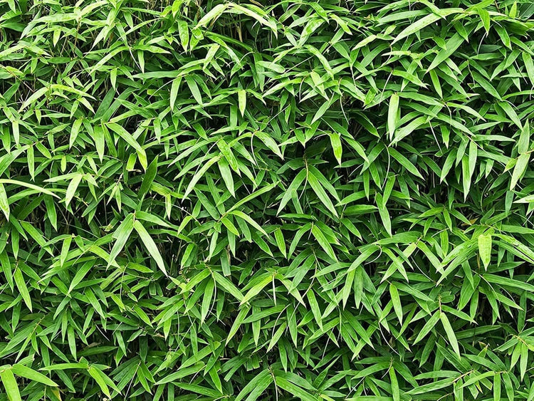 Green Hedge Bamboo | Live Plants | Non|Invasive Clumping Bamboo | Screening Privacy Hedge Bambusa Multiplex