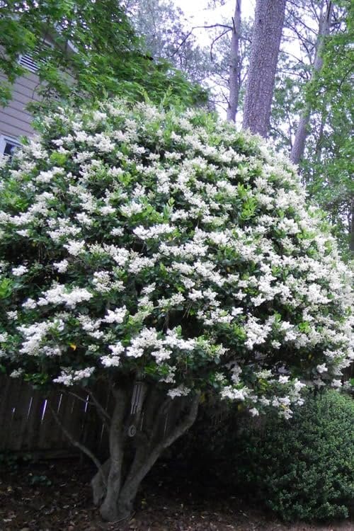 Ligustrum Recurvifolia | Extra Large 3 Gallon Plants | Ligustrum sinense 'Recurvifolium' | Lush Green Privacy Hedge | Ideal for Landscaping | Vibrant Garden Shrub