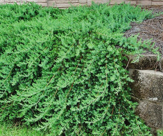 Blue Pacific Juniper | Extra Large 3 Gallon Plants | Live Fast|Growing Ground Cover Shrub, Drought|Tolerant, Low|Maintenance Landscaping Plant