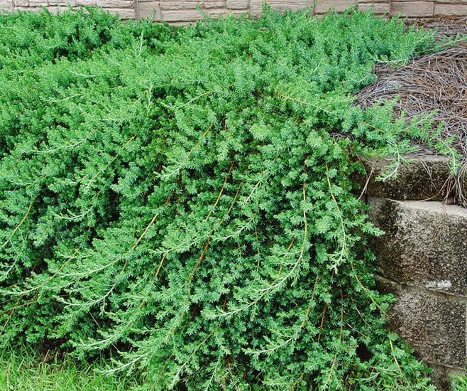 Blue Pacific Juniper | Extra Large 3 Gallon Plants | Live Fast|Growing Ground Cover Shrub, Drought|Tolerant, Low|Maintenance Landscaping Plant