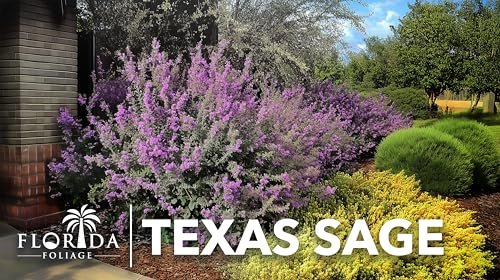 Texas Sage | Live Plants | Leucophyllum frutescens | Drought|Tolerant Shrub for Landscaping | Hardy Evergreen with Silver Foliage and Purple Blooms