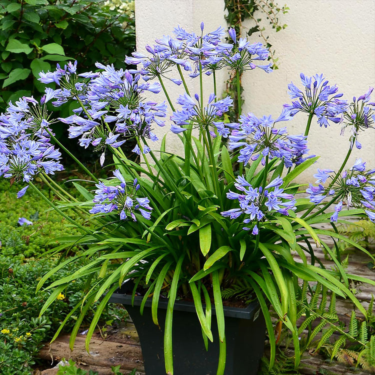 Agapanthus Africans Blue | Extra Large 3 Gallon Plant | Vibrant & Hardy Perennial, Lush, Ornamental Plant with Brilliant Blue Blooms, Ideal for Borders, Containers & Landscape Accents