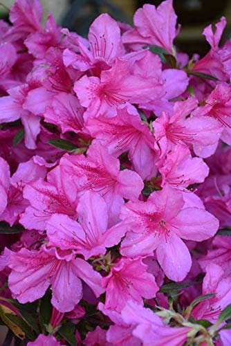 Azalea Southern Charm | Live Plants | Pink Flowering Rhododendron Shrub