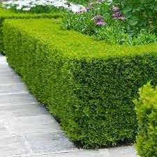 Wintergreen Boxwood | Extra Large 3 Gallon Plant | Dense, Evergreen Shrub, Ideal for Decorative Hedges, Topiary Art & Landscape Borders, Cold Hardy & Drought Tolerant