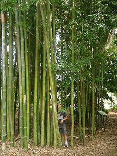 Giant Timber Bamboo | Live Plant | Bambusa Oldhamii | Beautiful Non|Invasive Clumping Bamboo Privacy Screen