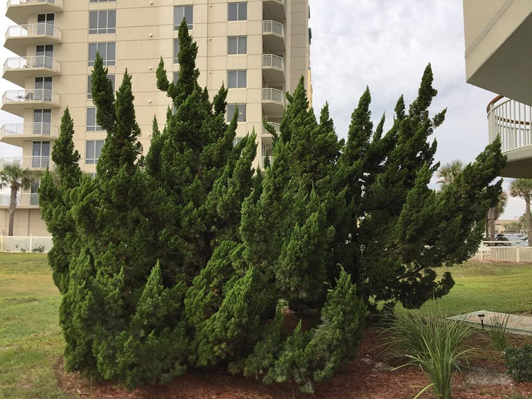 Hollywood Juniper | Juniperus Chinensis Torulosa | Live Gallon Size Tree | Drought Tolerant Cold Hardy Evergreen Plant