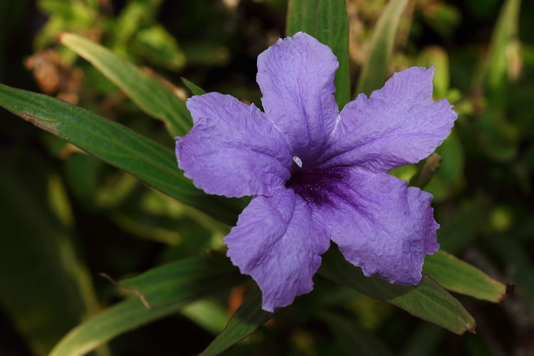 Mexican Petunia Purple | Live Plants | Ruellia Brittoniana | Purple Flowering Landscape Pollinator | Heat Tolerant Groundcover | Outdoor Perennial for Gardens Borders Walkways Containers