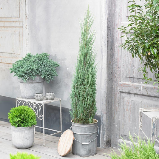 Blue Arrow Juniper | Extra Large 3 Gallon Plant | Juniperus Scopulorum | Privacy Hedge | Upright Conifer | Durable Outdoor Plant | Landscape Enhancement