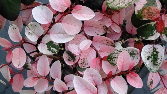 Breynia Disticha Roseopicta Snowbush | Live Plants | Ornamental Shrub, Perfect for Indoor & Outdoor Landscaping | Drought Tolerant, Low|Maintenance, Easy|to|Grow Plant