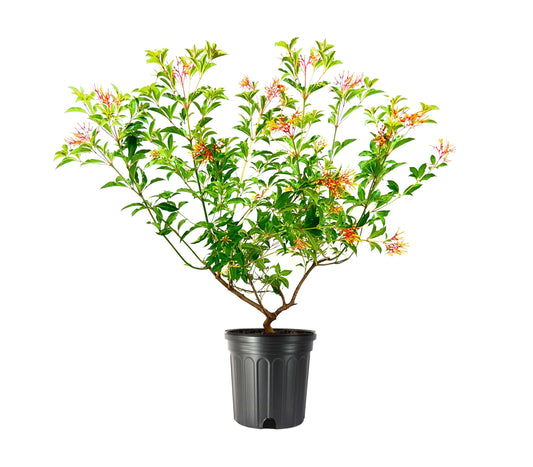 Firebush Dwarf | Extra Large 3 Gallon Plants | Hamelia Patens | Hardy Outdoor Shrub | Garden Landscape Addition