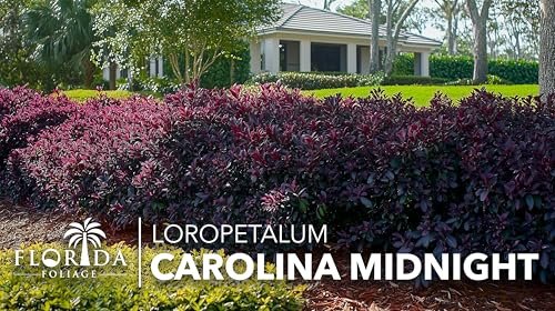 Loropetalum Carolina Midnight | Live Plants | Loropetalum Chinense | Purple Foliage Shrub | Ornamental Landscape Bush | Fast Growing Plants