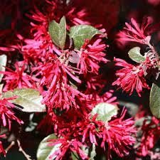 Loropetalum Plum Delight | Extra Large 3 Gallon Plants | Loropetalum Chinense VAR. Rubrum | Lush Landscaping | Garden Accent