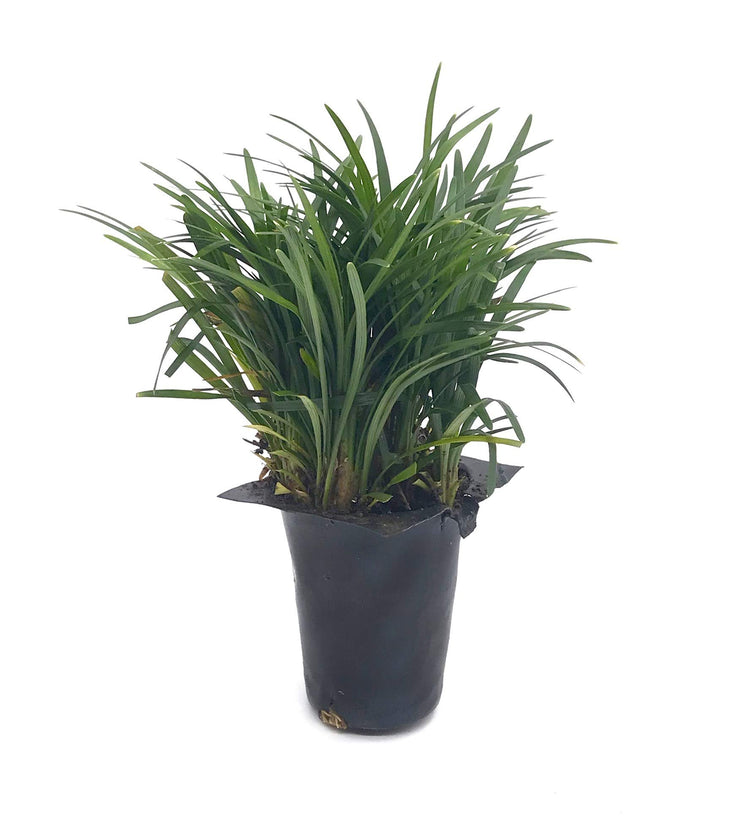 Dwarf Mondo Grass | 20 Live Plants | Shade Loving Evergreen Ground Cover Ophiopogon Japonicus Nanus