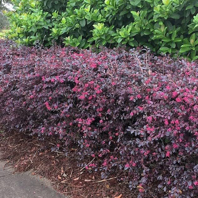 Loropetalum Daruma Compact Ruby I Live Plants I Chinese Fringe Flower I Vibrant Red Foliage and Pink Flowers, Low|Maintenance, Compact Shrub for Borders and Containers