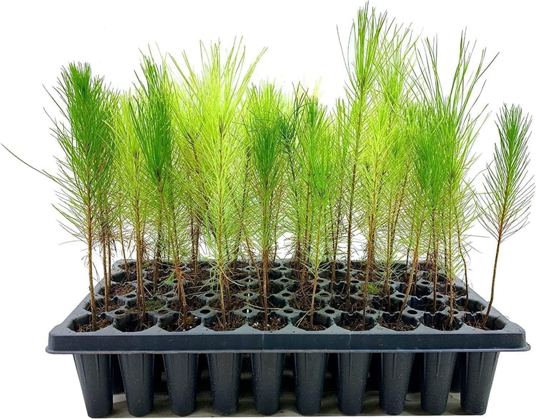 Loblolly Pine Tree Plants | Live Seedlings | Pinus Taeda | Fast|Growing Evergreen for Landscaping | Ideal Plants for Large Spaces