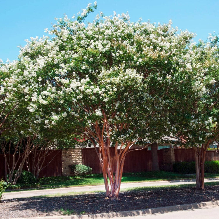 Crape Myrtle Natchez | Live Plants | Lagerstroemia Indica | Beautiful Low Maintenance White Blooming Flowering Tree