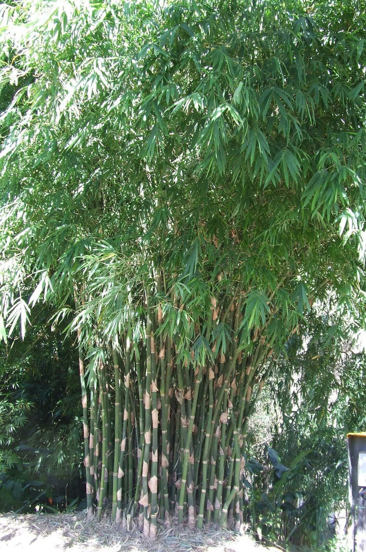 Graceful Bambusa Nutans Bongkhai Ever Bamboo | Large Gallon Size Plant | Fast|Growing Privacy Screen | Hardy & Lush Outdoor Greenery