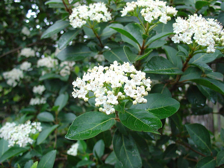 Sweet Viburnum | Large 4 Inch Pots | Viburnum Odorotissimum | Live Plants | Fast Growing Privacy Hedge, Shrub, Privacy Screen
