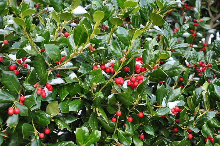 Dwarf Burford Holly | Live Plants | Ilex Burfordi Evergreen Hedge Red Berries Tree Shrub
