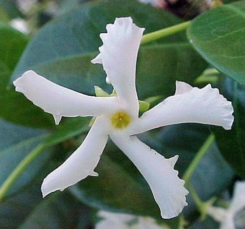 Star Confederate Jasmine I 2 Large Gallon Size Plants I Trachelospermum Jasminoides I Live Fragrant White Star-Shaped Flowers, Perfect for Trellises, Fences, and Arbors