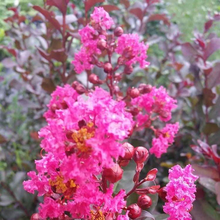 Crape Myrtle Raspberry Sundae | Live Plants | Dual|Color Red & Pink Blooms, Live Plant, Stunning Bicolor Ornamental Shrub for Eye|Catching Garden Displays