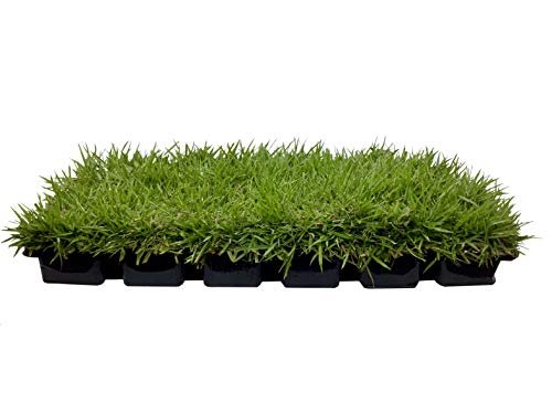 Florida Foliage Zoysia Sod Plugs | Large 3" x 3" Plugs | 18 Count Tray | Drought, Salt & Shade Tolerant Turf Grass
