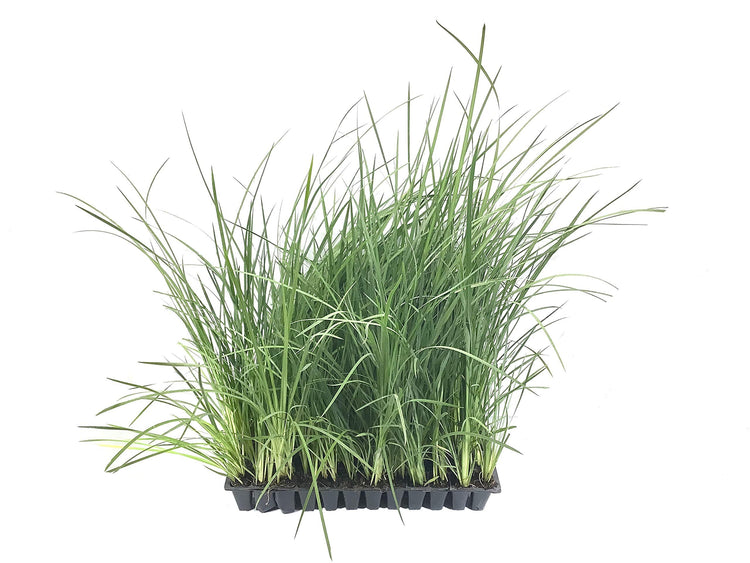 African Iris Yellow | Live Plants | Dietes Vegeta | Drought Tolerant Groundcover Grass