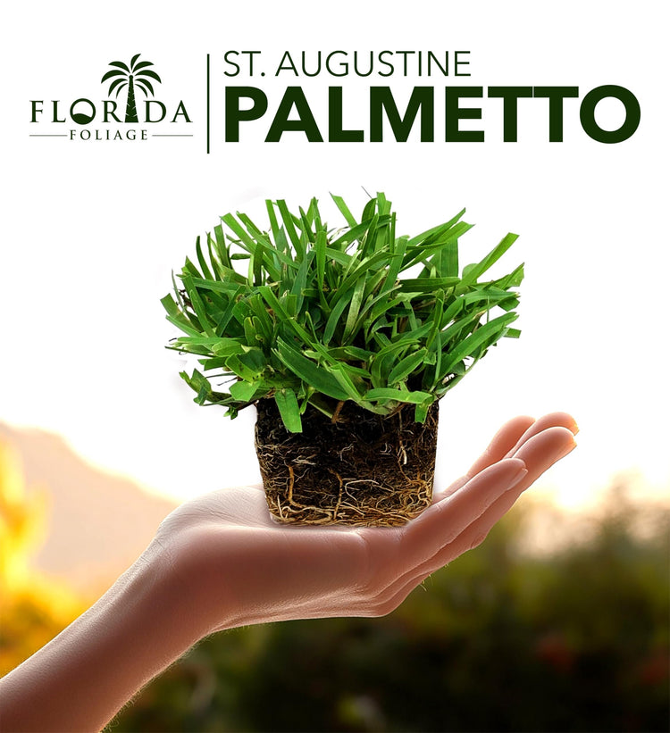 St. Augustine Palmetto | Live Extra Large Grass Plugs | Drought, Salt & Shade Tolerant Turf Sod