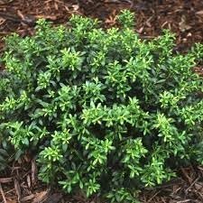 Soft Touch Holly | Extra Large 3 Gallon Plants | Ilex crenata 'Soft Touch' | Lush Evergreen Foliage | Ideal for Landscape and Gardens