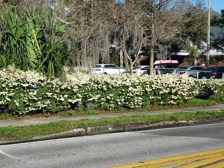 Viburnum Mrs. Schiller's Delight I Large Gallon Size Plant | Live Plants I Dwarf Obovatum I Evergreen Shrub with Fragrant White Blooms, Ideal for Hedges, Borders