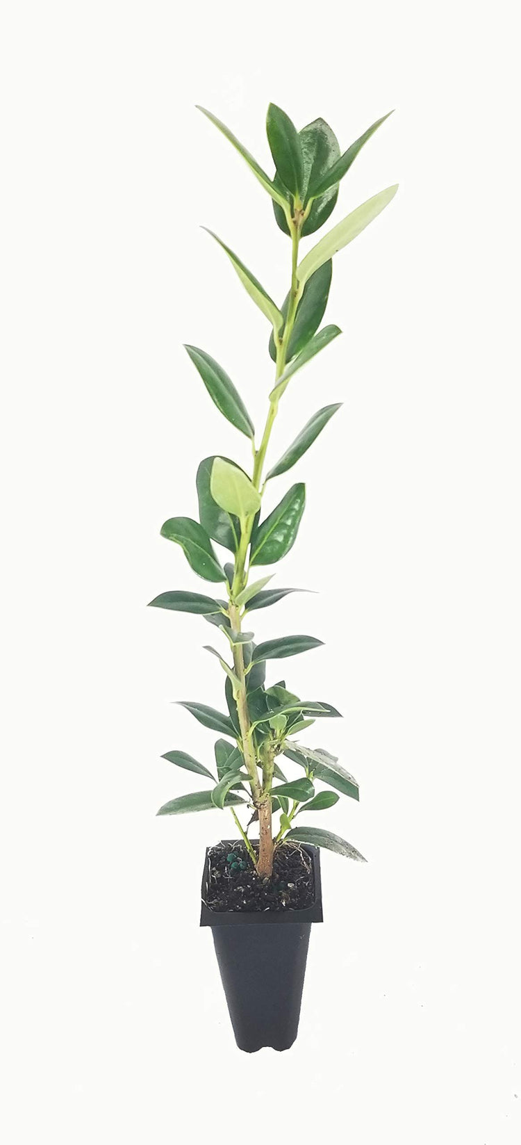 Needlepoint Chinese Holly | Ilex Cornuta | 3 Live Plants | Low Maintenance Screening Evergreen