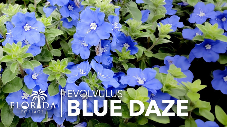Blue Daze | Live Plants | Evolvulus glomeratus | Heat Tolerant Ground Cover | Year|Round Flowering Plant for Gardens & Landscapes