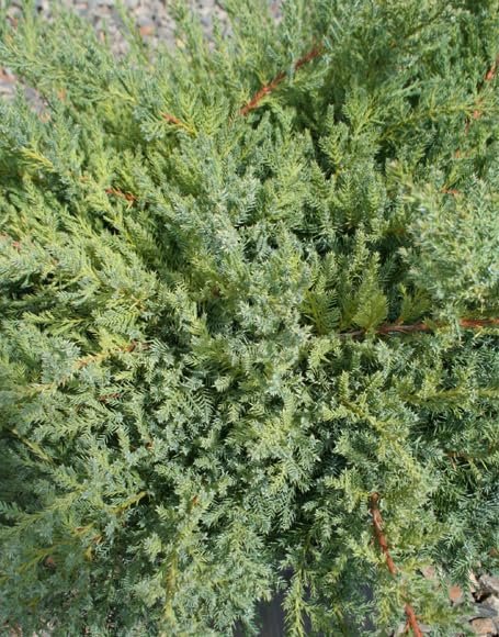 Nicks Compacta | Live Extra Large 3 Gallon Plants | Indoor and Outdoor Plant, Low Maintenance, Ideal for Container Gardening and Small Spaces