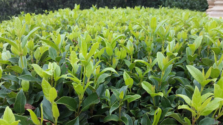 Viburnum Odoratissimum | Extra Large 3 Gallon Plant | Sweet Viburnum | Fast|Growing Privacy Hedge | Fragrant Flowers