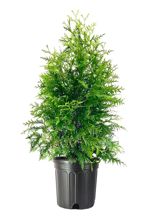 Green Giant Arborvitae | Large 3 Gallon Trees | Thuja Plicata | Live Evergreen Privacy Screening Plants
