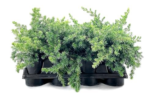 Juniper Blue Pacific | Live 4 Inch Pot | Juniperus conferta 'Blue Pacific' | Evergreen Ground Cover Plants | Drought|Tolerant Landscaping Shrub