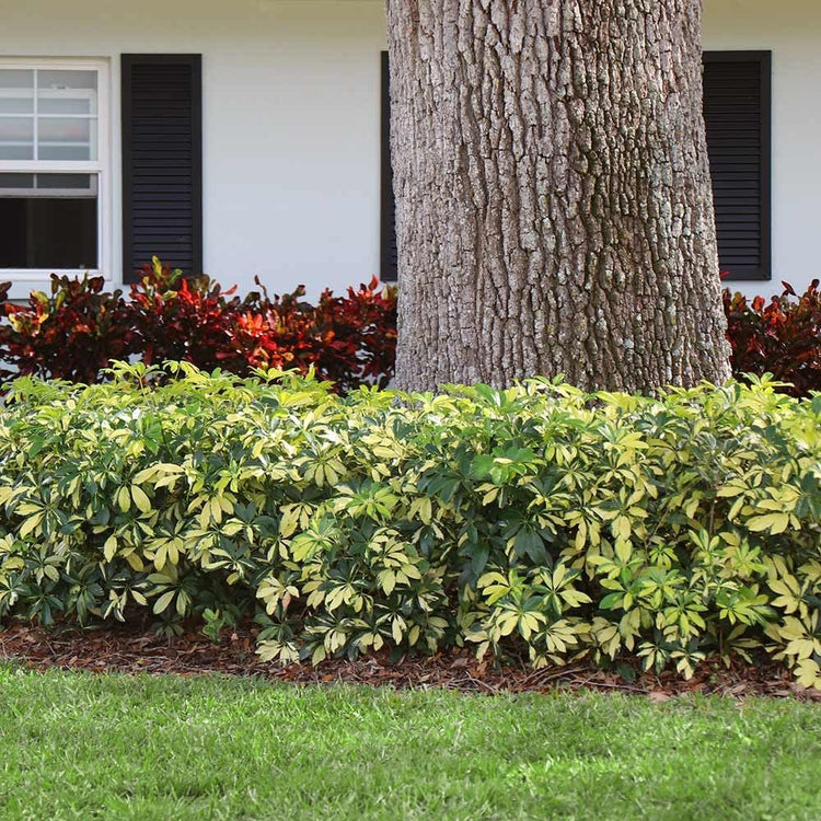 Arboricola Variegated Schefflera Trinette I Live Plants I Vibrant Green & Yellow Foliage, Easy-Care Indoor/Outdoor Plant, Air-Purifying, Ideal for Home