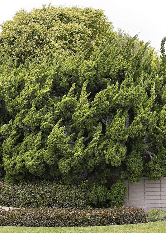 Hollywood Juniper | Juniperus Chinensis Torulosa | Live Gallon Size Tree | Drought Tolerant Cold Hardy Evergreen Plant