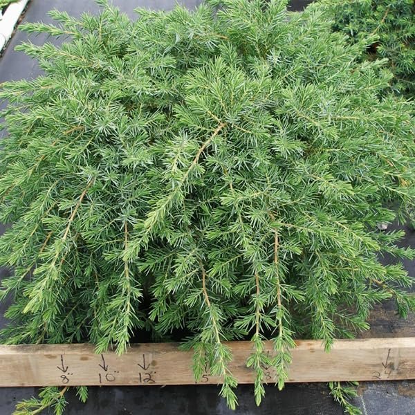 Blue Pacific Juniper | Extra Large 3 Gallon Plants | Live Fast|Growing Ground Cover Shrub, Drought|Tolerant, Low|Maintenance Landscaping Plant