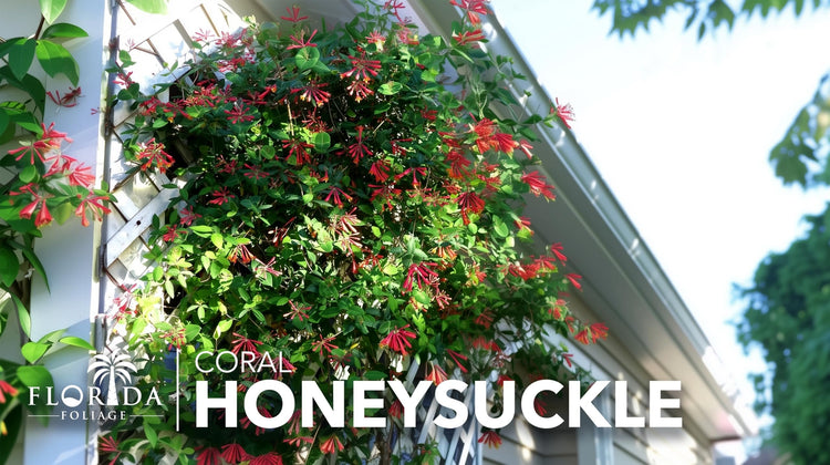 Coral Honeysuckle | Live Plants | Lonicera sempervirens | Flowering Vining Plants for Arbors | Native Climbing Plant for Fences and Trellises