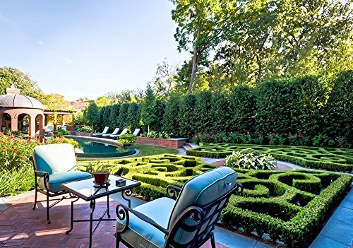 Nellie R. Stevens Holly - Live Plants - Evergreen Privacy Trees