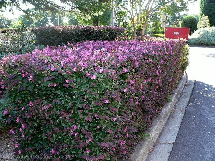 Loropetalum Chinese Fringe Flower Plum Delight | 40 Live Flowering Plants