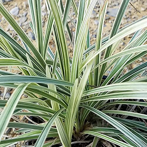 Aztec Grass | Live Quart Size Plants | Variegated Liriope | Ophiopogon Intermedius Argenteomarginatus