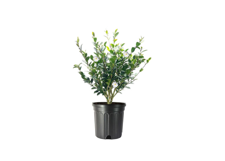 Camellia Sasanqua Mine|No|Yuki I Extra Large 3 Gallon Plant I White Flowering Snow|White Blooms, Live Plant for Gardens & Landscapes, Winter Blooming Elegance for Year|Round Greenery