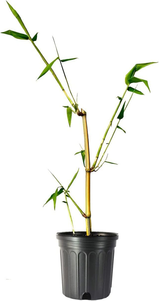 Bambusa Vulgaris Vittata | Live Plant | Golden Hawaiian Bamboo | Beautiful Rare Unique Specimen | Non|Invasive Clumping Bamboo Privacy Screen